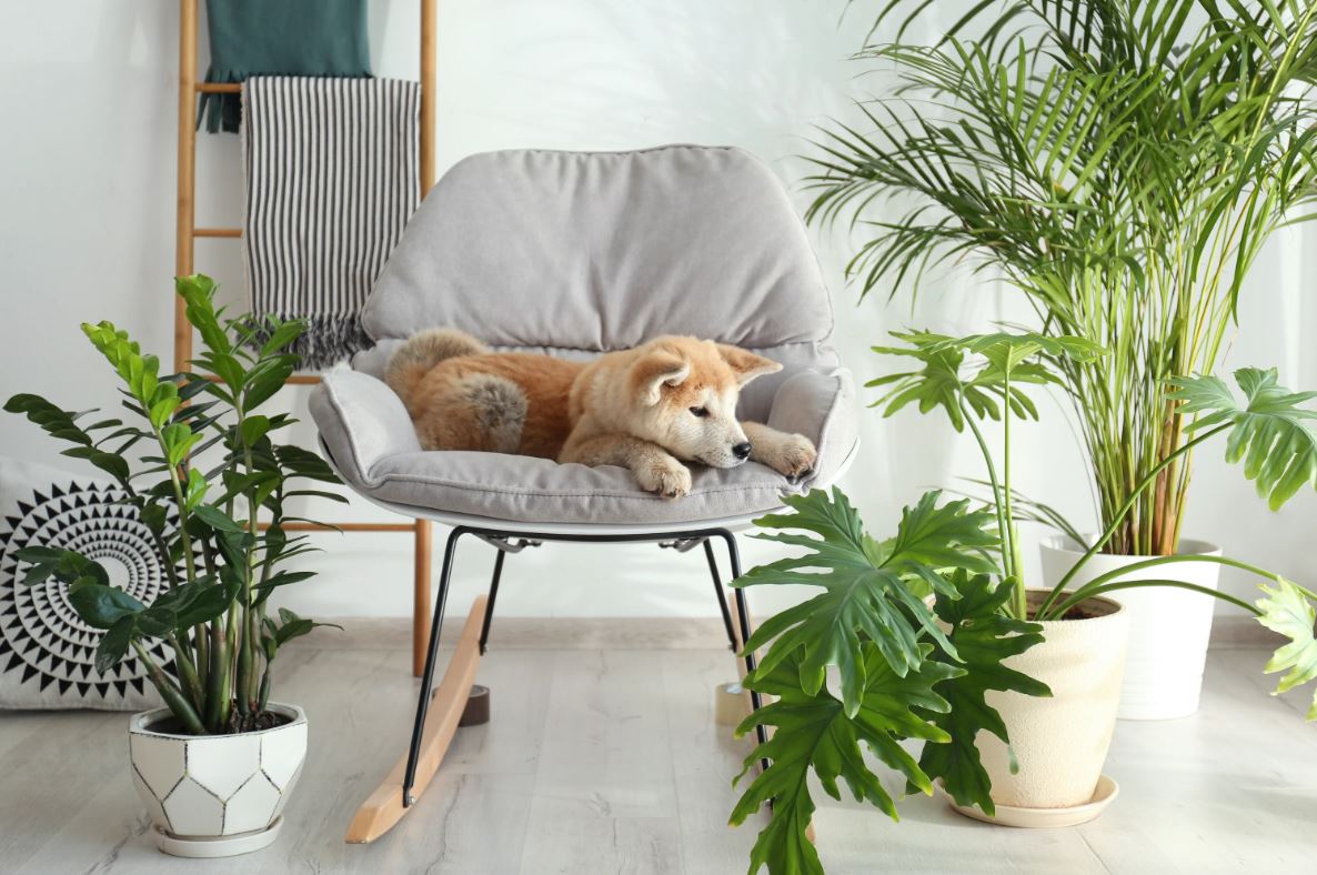 How to decorate a living room with plants