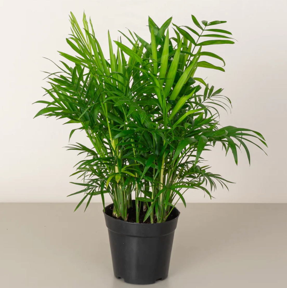 Palm Plant