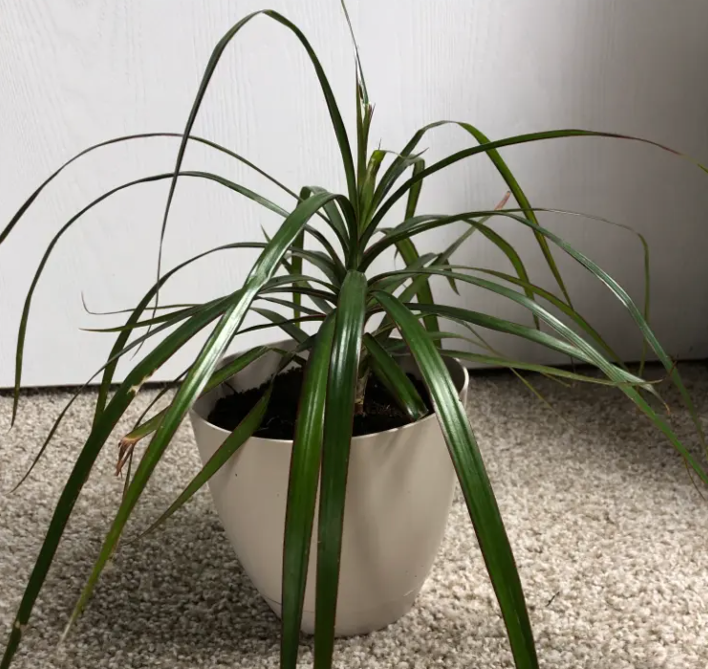 Dracaena Marginata